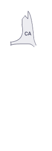 앞팬더(좌)