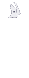 앞팬더(좌)