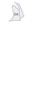 앞팬더(좌)