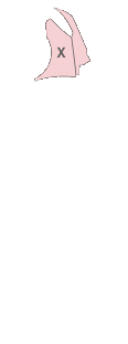 앞팬더(좌)