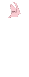 앞팬더(좌)